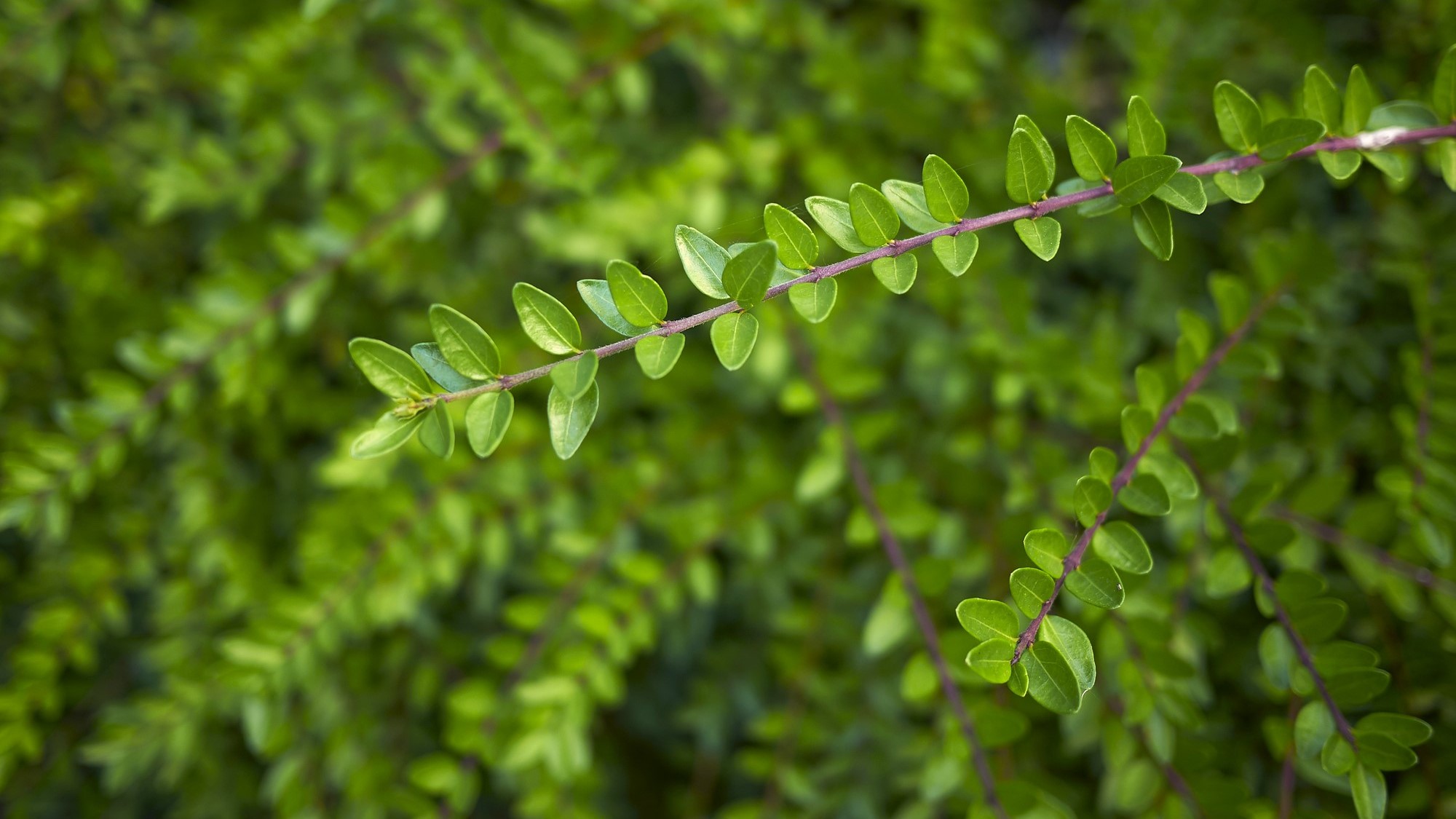 Lonicera nitida Maigrün_2000x1125